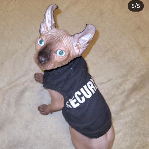 Meet your Posher, Tn I love Sphynx also have one male for sale - Picture 3 of 4